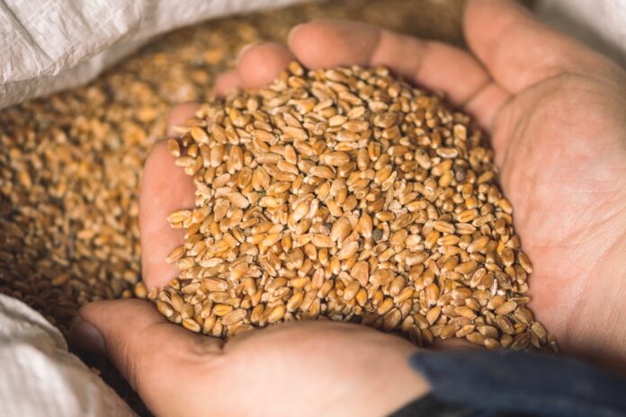 Calls to restore the Ukrainian grain deal and looming fears of a global food crisis